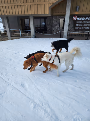 Dog Park at Mt. Bachelor